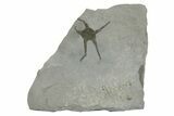 Silurian Fossil Brittle Star (Protaster) - New York #295515-1